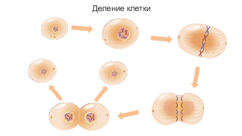 4 деление клетки. Деление клетки 5 класс биология. 5 Фаз деления клетки. Последовательность деления клетки биология 5 класс. Деление клетки 6 класс биология.