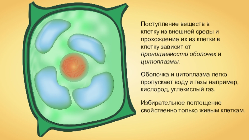 Проект по биологии 5 класс на тему клетка