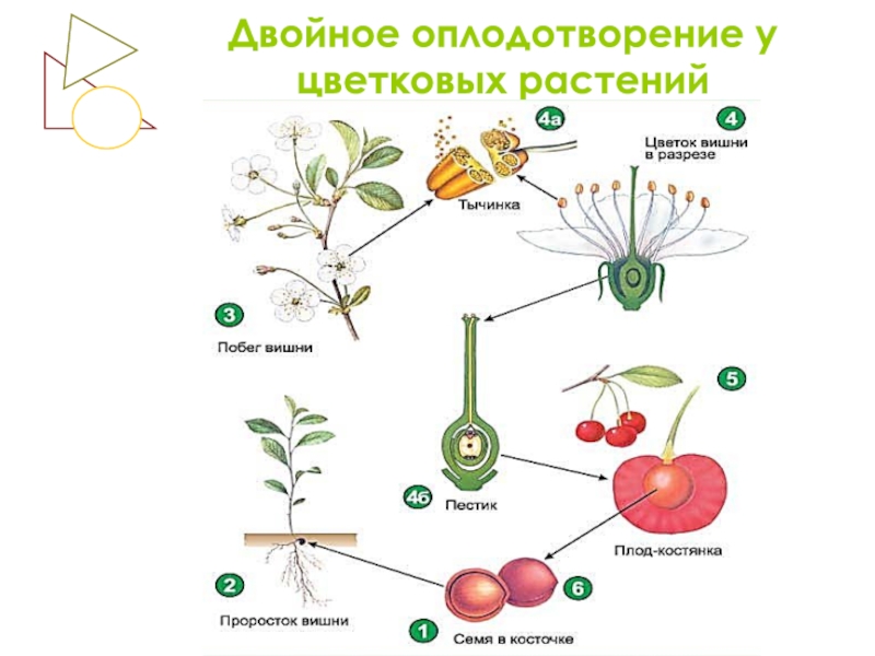 Вишня биология рисунок