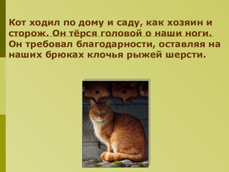 Как ходят коты. Паустовский и кот. Кот хождение. Загадка острые ушки на лапках.