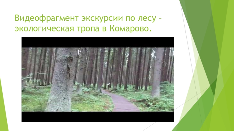 Видеофрагмент экскурсии по лесу – экологическая тропа в Комарово.