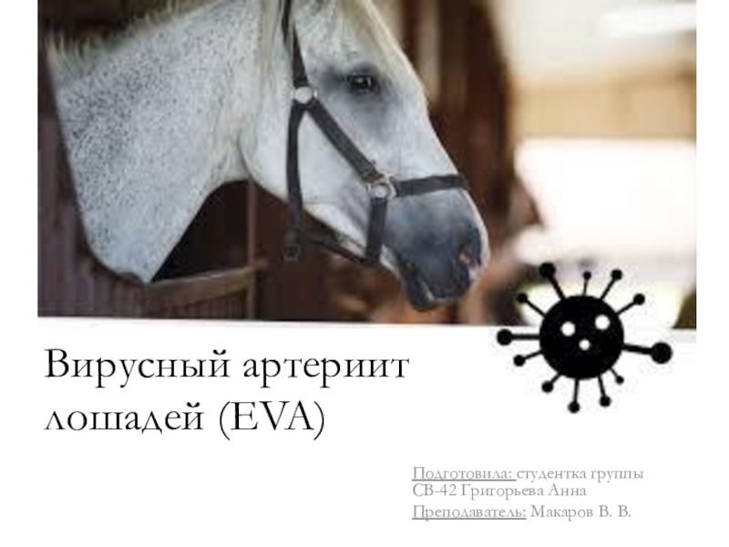 Вирусный артериит лошадей ( EVA )