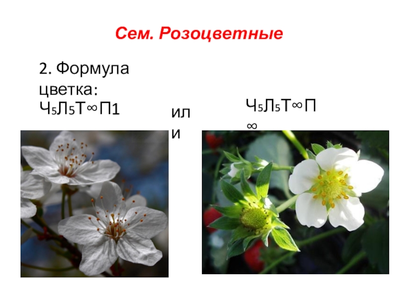 Ч 5 л 5. Розоцветные формула цветка. Ч5л122т91п1 формула цветка. Покрытосеменные Розоцветные цветы. Формула цветка вишни на латыни.