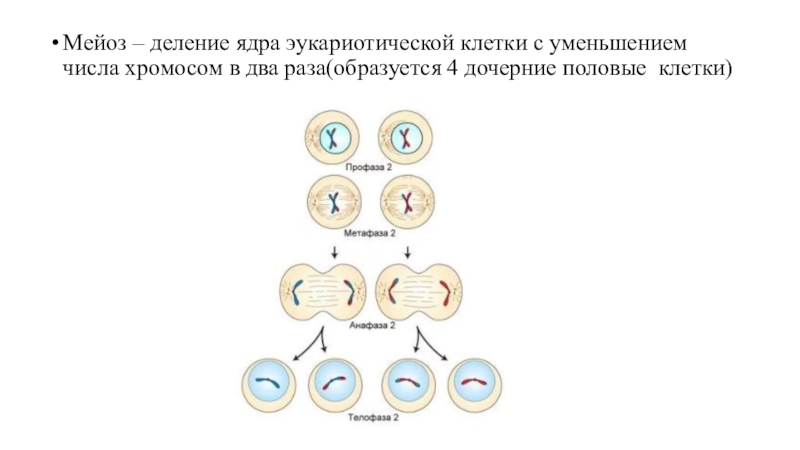 Редукция числа хромосом происходит во время. Деление эукариотических клеток мейоз. Мейоз деление половых клеток. Деление клеток эукариот ведущее мейоз и. Схема мейоза клетки с 6 хромосомами.