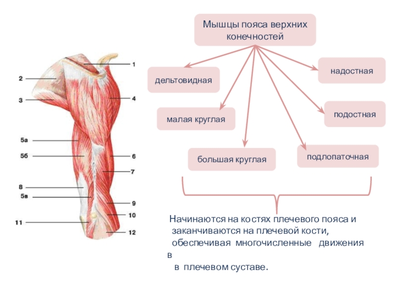 Мышцы верхних конечностей мышцы верхней конечности