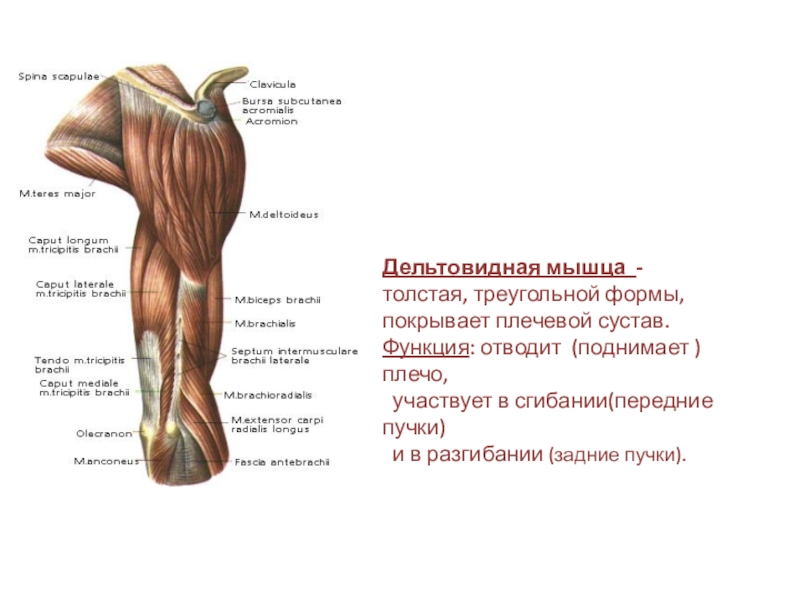 Мышцы верхних. Дельтовидная мышца функции. Дельтовидная мышца верхней конечности. Передний край дельтовидной мышцы. Передние пучки дельтовидных мышц.