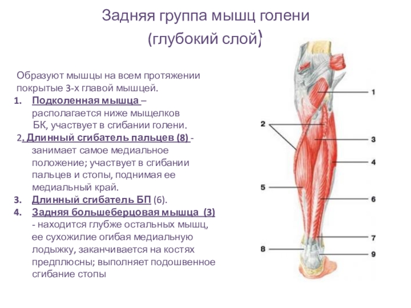 Где находится голень у человека впр. Глубокий слой задней группы мышц голени. Мышцы сгибатели голени анатомия.