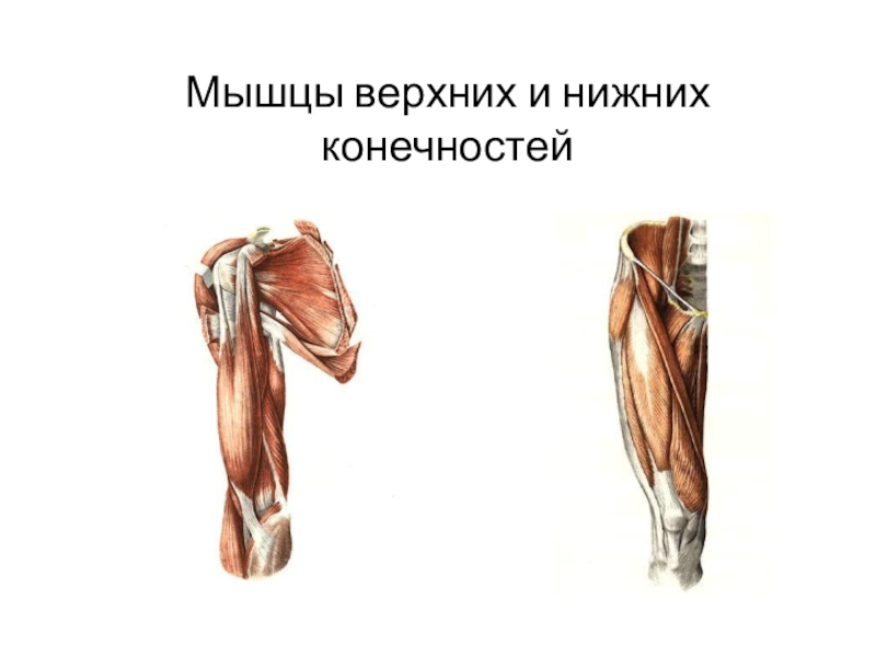 Мышцы верхних и нижних конечностей