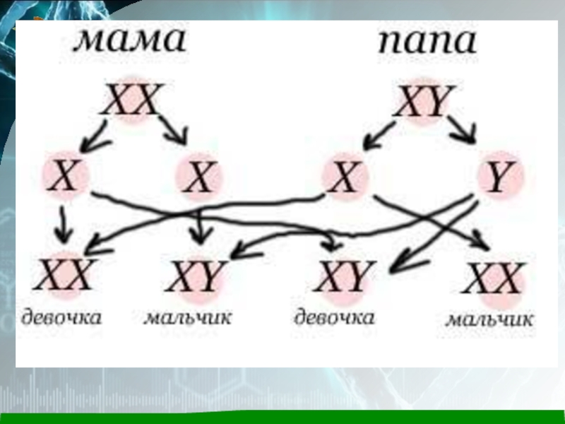 От кого зависит пол. Какие хромосомы определяют пол ребенка. Хромосомы мужчины и женщины пол ребенка. Х И У хромосомы пол ребенка. X И Y хромосомы мальчик или.