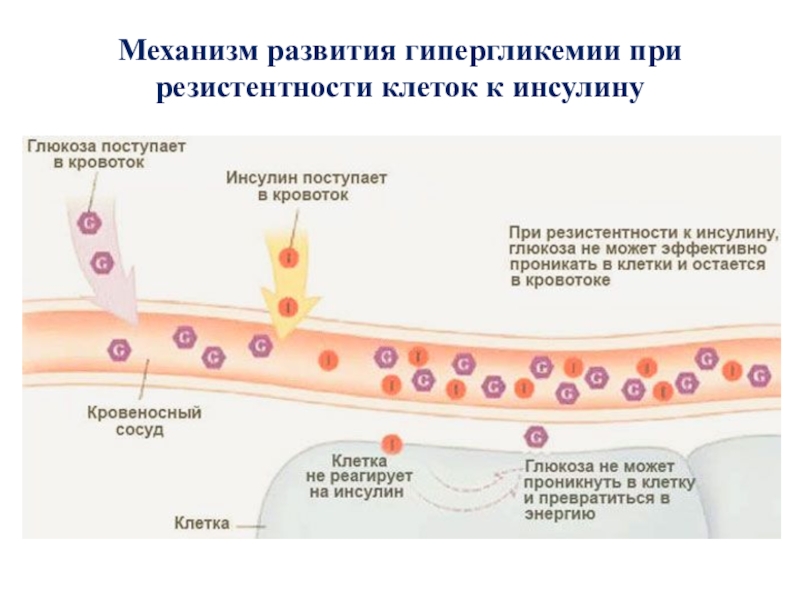 Резистентность клетки. Механизм возникновения гипергликемии. Резистентность клеток к инсулину. Инсулиновая резистентность сосуды. Регуляция гипергликемии инсулина.
