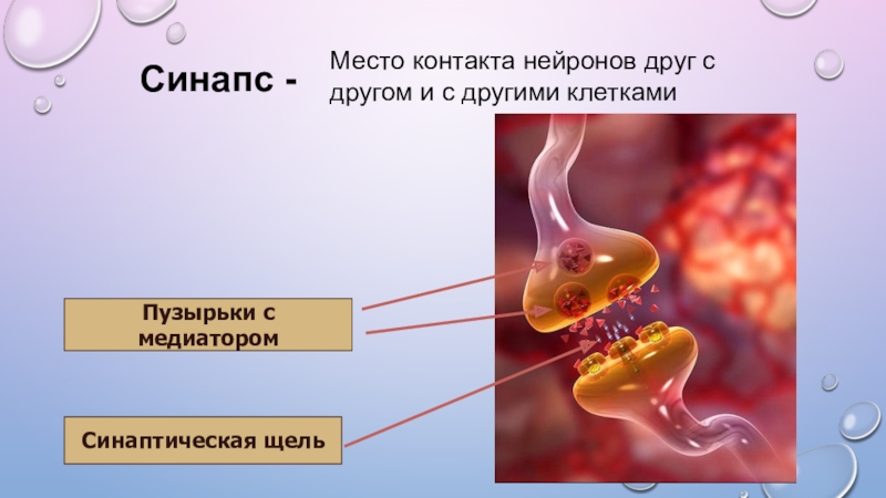 Место контактов двух нервных клеток друг. Место контакта нейронов. Место контакта нервных клеток друг с другом. Контакт место соединения нервных клеток. Синапс-место контакта нейронов друг с другом и с другими клетками.