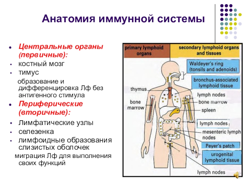 Иммунная система человека схема