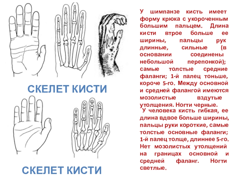 скелет Кисти шимпанзеСкелет Кисти человека У человека кисть гибкая, ее длина вдвое больше ширины, пальцы руки