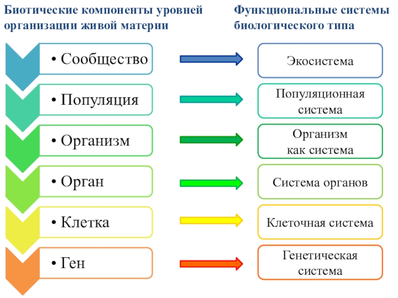 Виды живой материи. Уровень организации живой материи системы органов и тканей. Компоненты уровня организации. Уровень организации живого биологическая система компоненты. Элементы системы уровней организации живой материи.