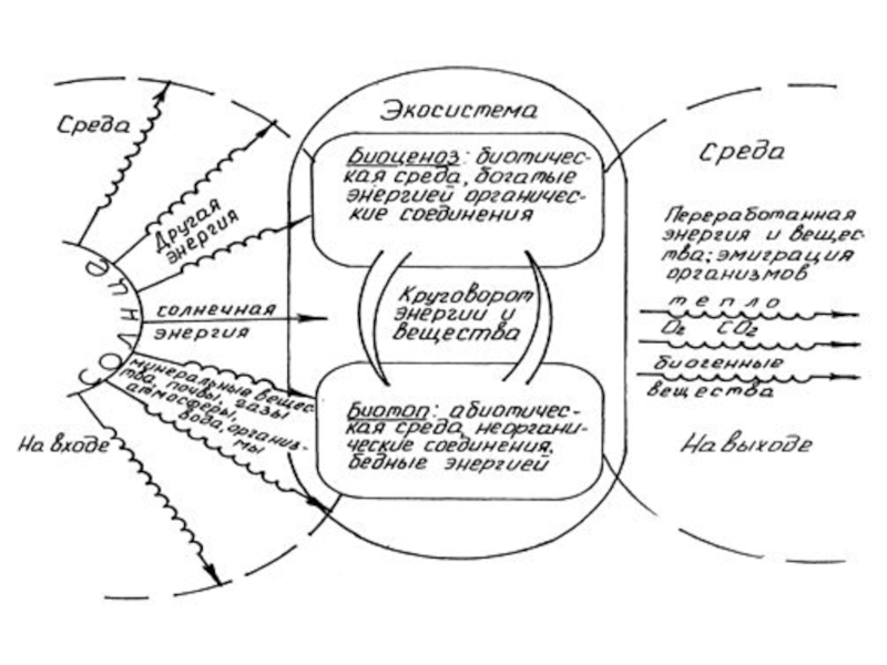 Схема круговорот веществ и потока энергии