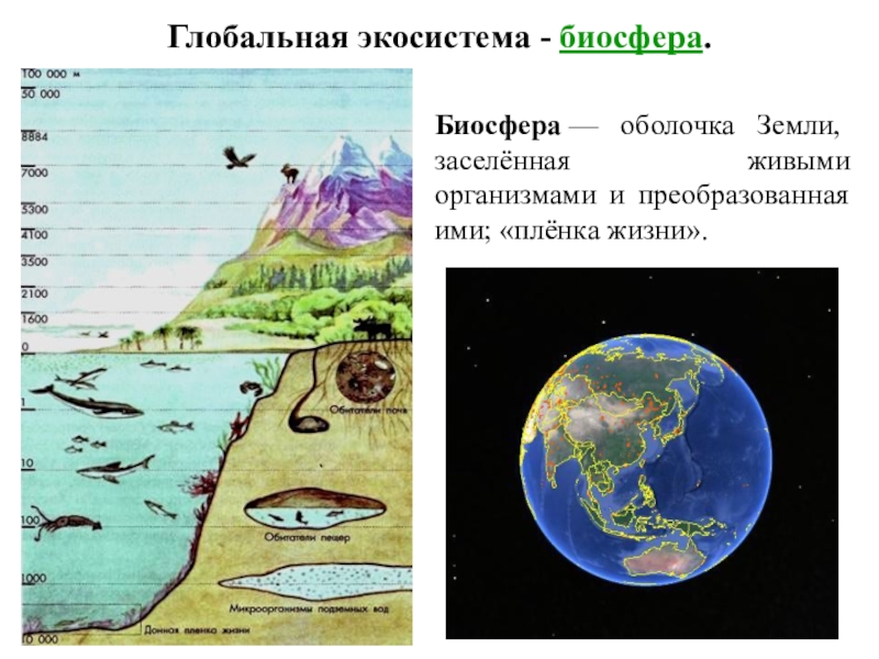 Оболочка земли заселенная живыми организмами. Биосфера и экосистема. Биосфера как Глобальная экосистема земли.