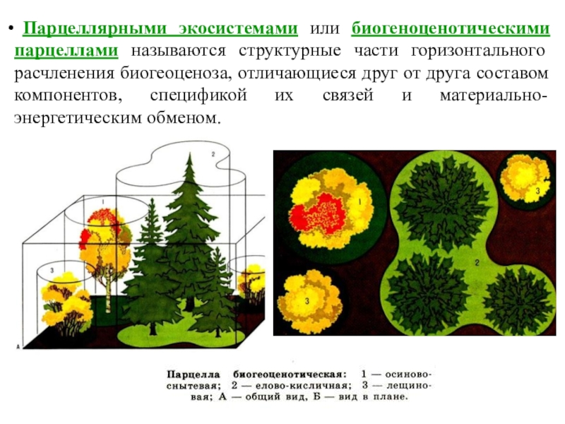 План экскурсии в биогеоценозе