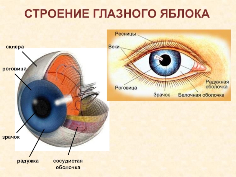 Пленительный глаз: картина с центром в взгляде