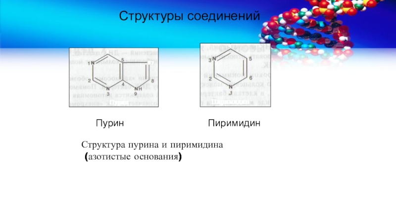 Структура пуринов и пиримидинов. Пурины и пиримидины. Пурин структура. Строение азотистых оснований.