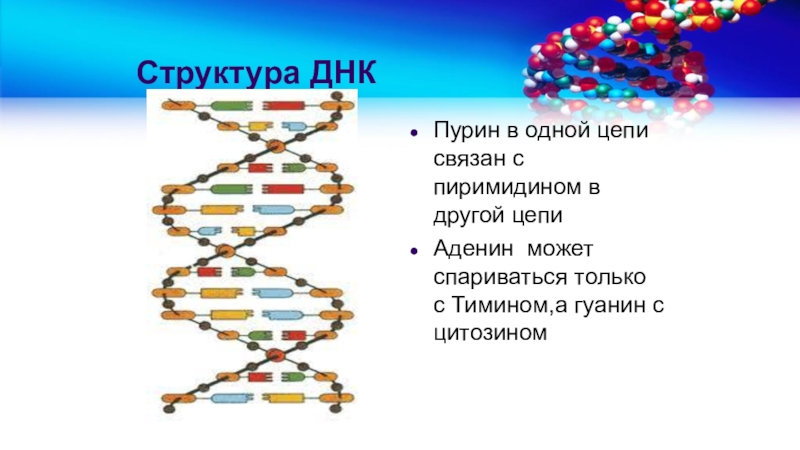 Структура генома человека. Несколько цепей в одном организме. ДНК текст. История генетики картинки.