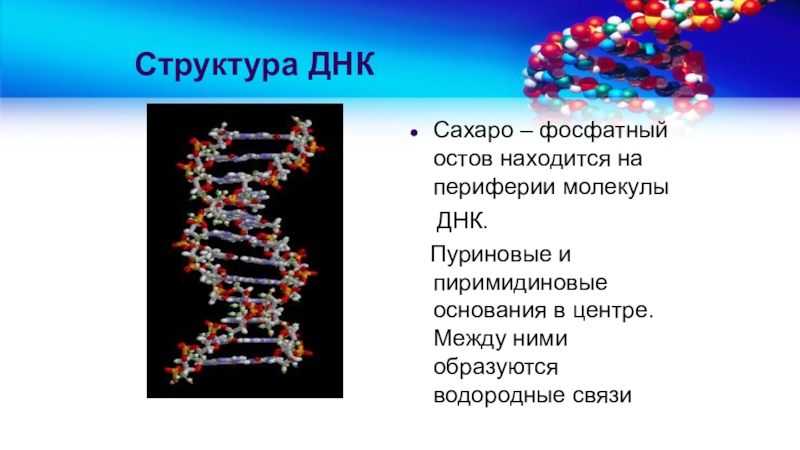 Фосфатная группа ДНК. Сахарно фосфатный остов ДНК. Структура генома человека. Пятиатомный сахар ДНК.