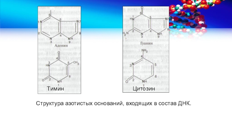 Азотистые основания входящие в состав днк. Строение азотистых оснований. Структура азотистых оснований. Тимин цитозин. Алкилирование азотистых оснований.