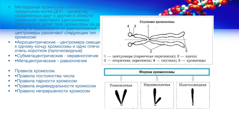 Центромера это участок хромосомы эукариот. Вторичная перетяжка метафазных хромосом. Функция вторичной перетяжки хромосомы. Метафазная акроцентрические хромосомы. Морфология метафазной хромосомы.