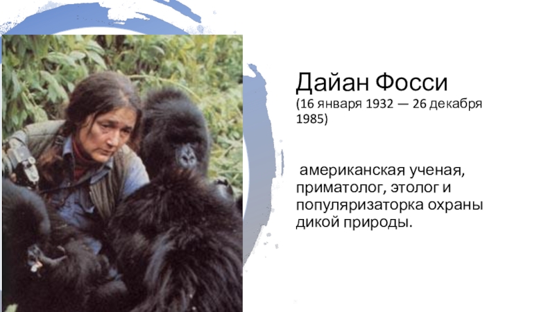 Dian fossey презентация