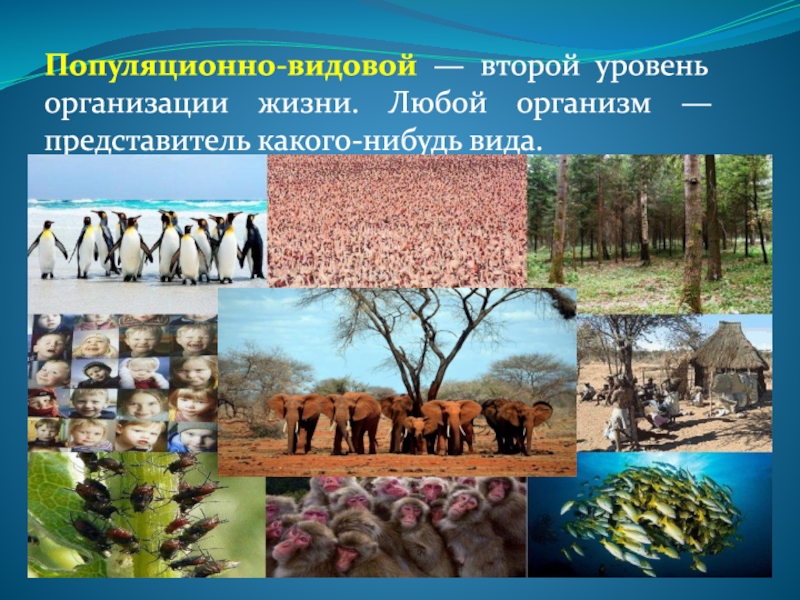 Представитель организмов. Популяционно-видовой уровень организации жизни. Видовой уровень организации жизни. Популяционно видовой. Популяционно видовой уровень жизни рисунок.