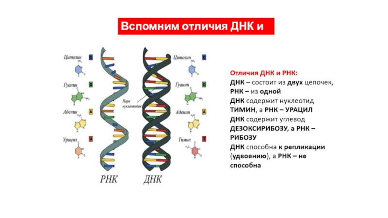 Соответствие между днк и рнк. ДНК И РНК различия. Отличие ДНК от РНК. Отличия между ДНК И РНК. Сходства ДНК И РНК.
