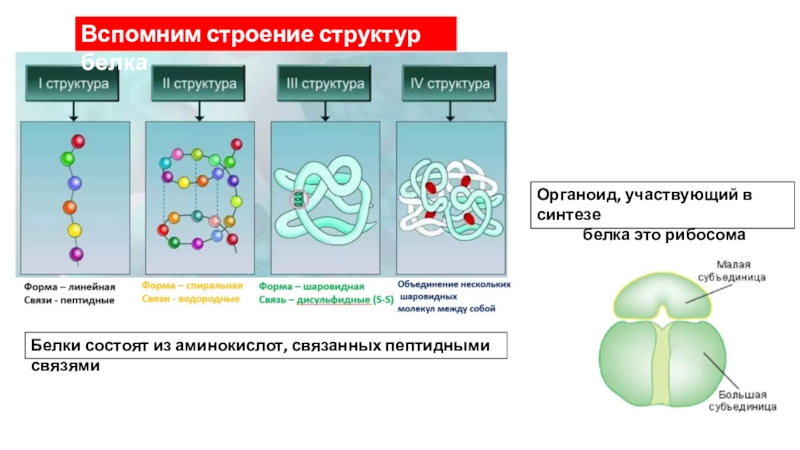 Органоиды синтезирующие белки