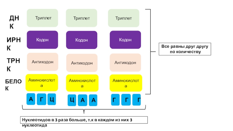 Выберите триплет днк