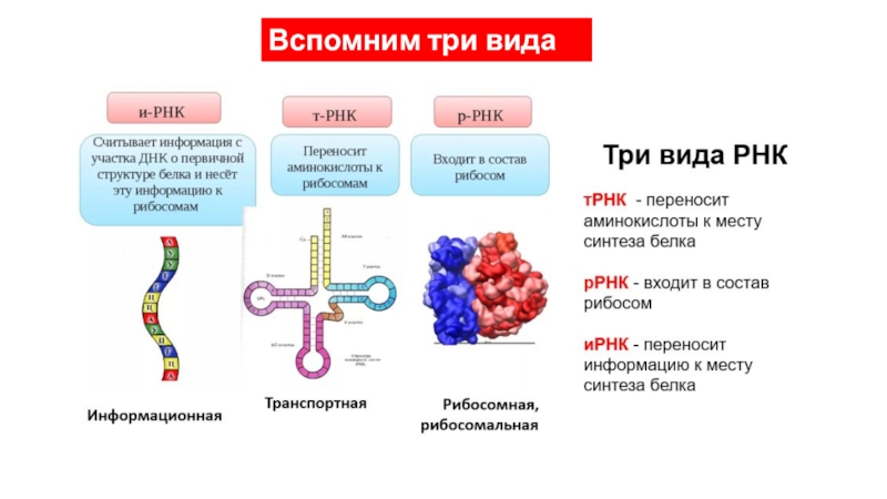 Синтез белка презентация 10 класс биология