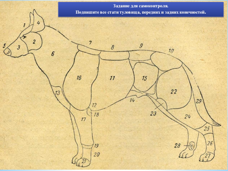 Оценка по экстерьеру