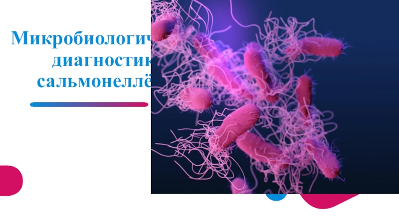 Презентация Микробиологическая диагностика сальмонеллёзов