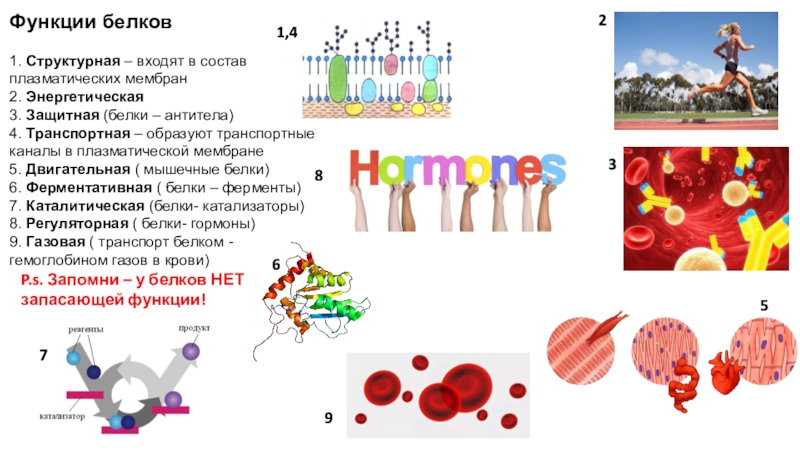 4 функции белка. Функция белка в плазматической мембране. Функции белков в плазматической мембране. Функции белков в организме (химический состав клетки). Функции белков в плазматической мембране клетки.