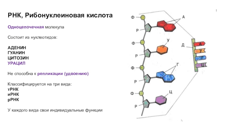 Кольцевая рнк. РНК рибонуклеиновая кислота. Рибонуклеиновая кислота строение. Химический состав рибонуклеиновой кислоты РНК. РНК одноцепочечная молекула.