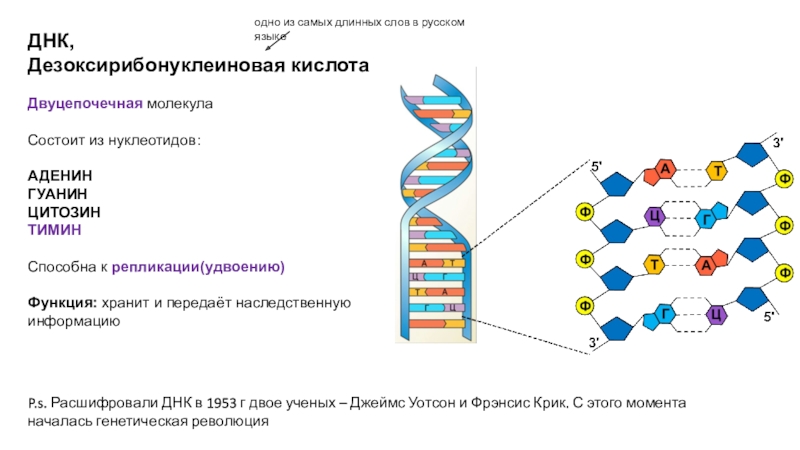 В молекуле днк на долю. Двуцепочечная молекула ДНК. Генетическая информация удвоение ДНК 10 класс. Состоят из нуклеотидов хранят и передают наследственную информацию. Одна двуцепочечная молекула ДНК.