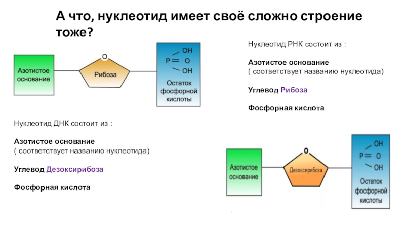 В состав нуклеотида входит дезоксирибоза. Остаток фосфорной кислоты РНК. Нуклеотиды РНК азотистое основание остаток фосфорной. ДНК состоит из азотистого основания остатка фосфорной кислоты. Нуклеотид РНК состоит из.