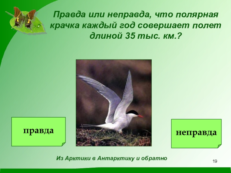 Не правда или неправда. Правда и неправда о птицах. Неправда или неправда. Презентация на тему правда-неправда игра.