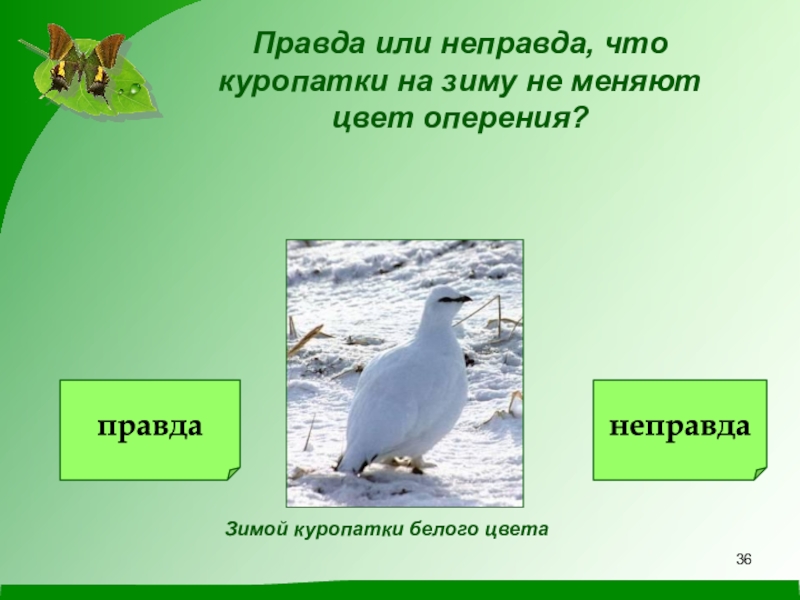 Не правда или неправда. Куропатка меняет оперение зимой. Правда и неправда о птицах. Белая куропатка меняет цвет. Презентация на тему правда-неправда игра.