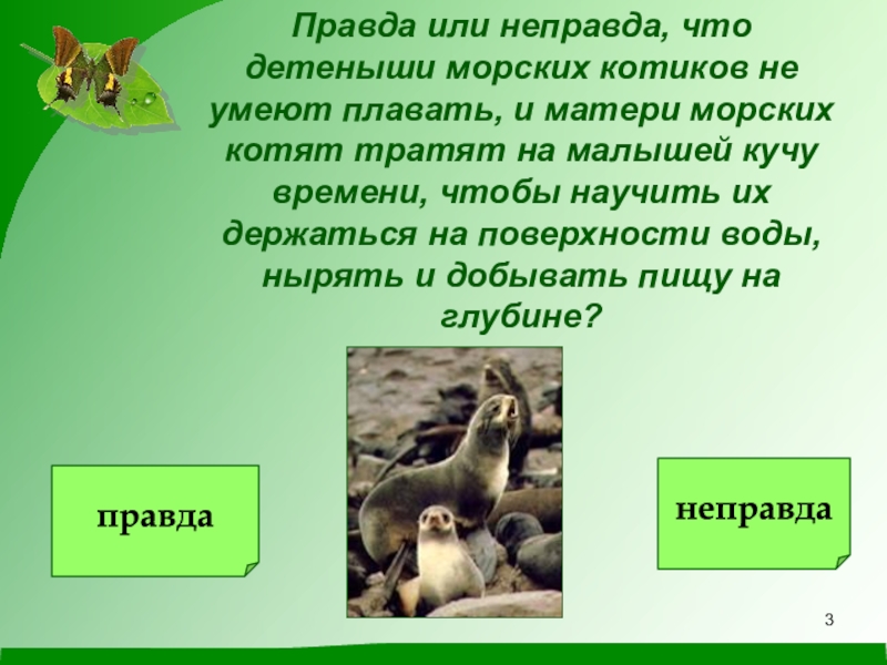 Не правда или неправда. Правда неправда. Правда и неправда о птицах. Неправда или неправда.