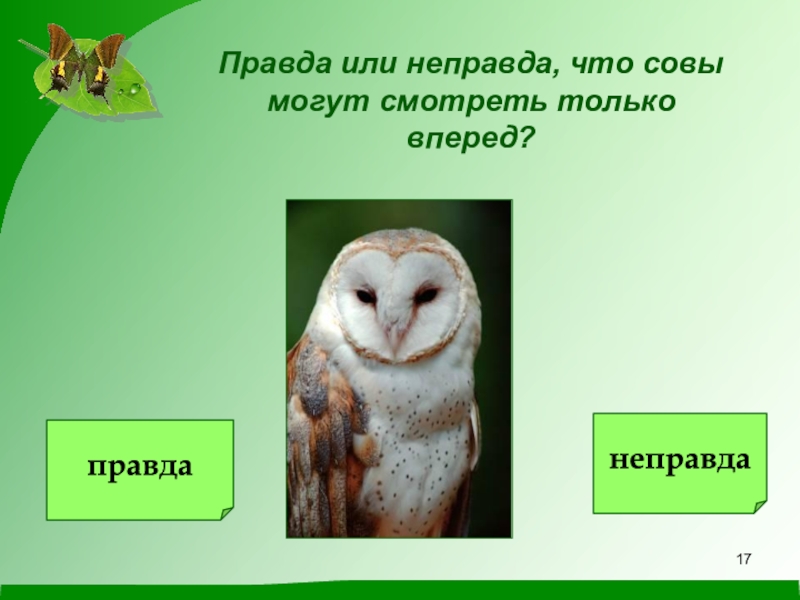 Не правда или неправда. Правда неправда. Правда и неправда о птицах. Неправда или неправда.