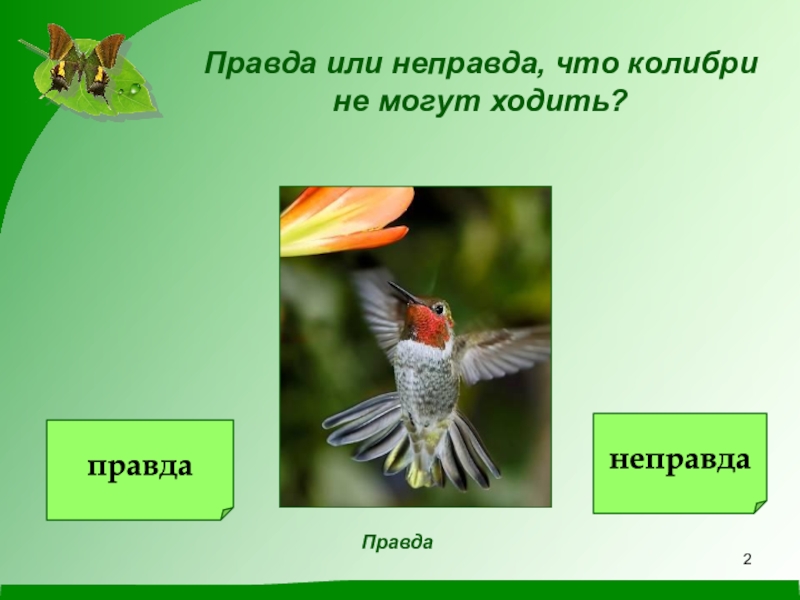 Не правда или неправда. Колибри не могут ходить. Правда и неправда о птицах. Колибри не могут ходить да или нет. Колибри ходит или нет.