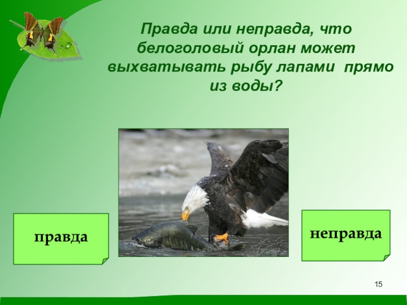 Не правда или неправда. Правда или неправда. Правда и неправда о птицах. Неправда или неправда. Презентация на тему правда-неправда игра.