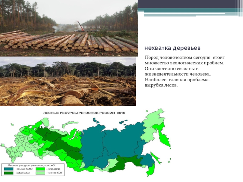 Проект на тему вырубка лесов экологическая проблема