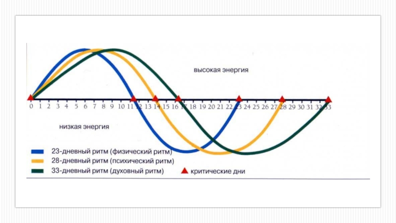 Период 23. График суточных биоритмов человека. Диаграмма биоритмов человека. Расчетный график биоритмов человека. Теория трех биоритмов.
