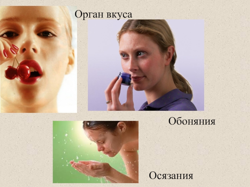 Орган вкуса
Обоняния
Осязания