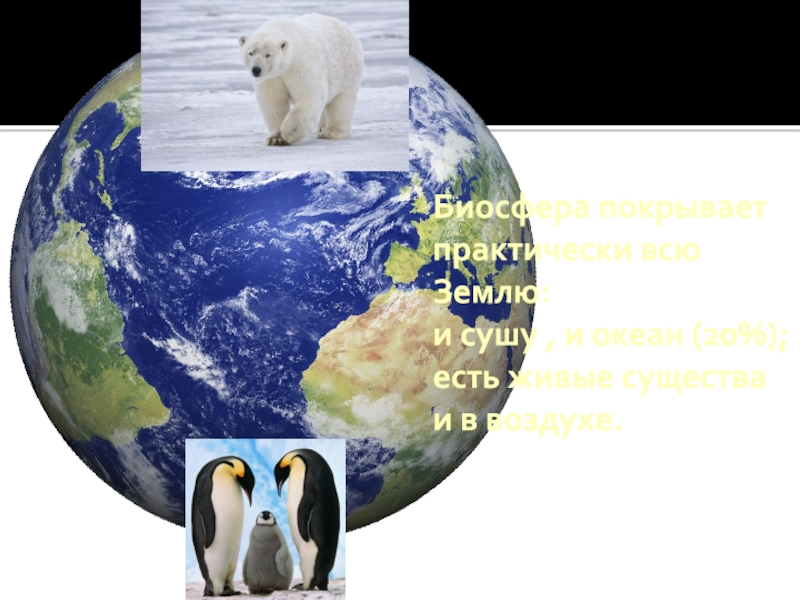 Конспект урока биосфера сфера жизни 6 класс. Биосфера сфера жизни. Биосфера сфера жизни география 6. Биосфера сфера жизни презентация. Биосфера 6 класс география.