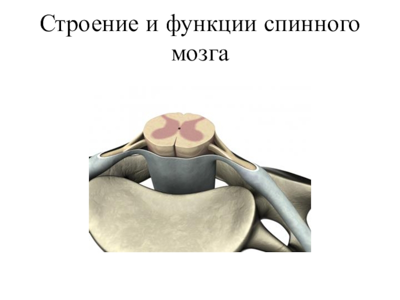 Строение и функции спинного мозга